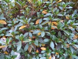 Yellow Azalea leaves.jpg thumbnail